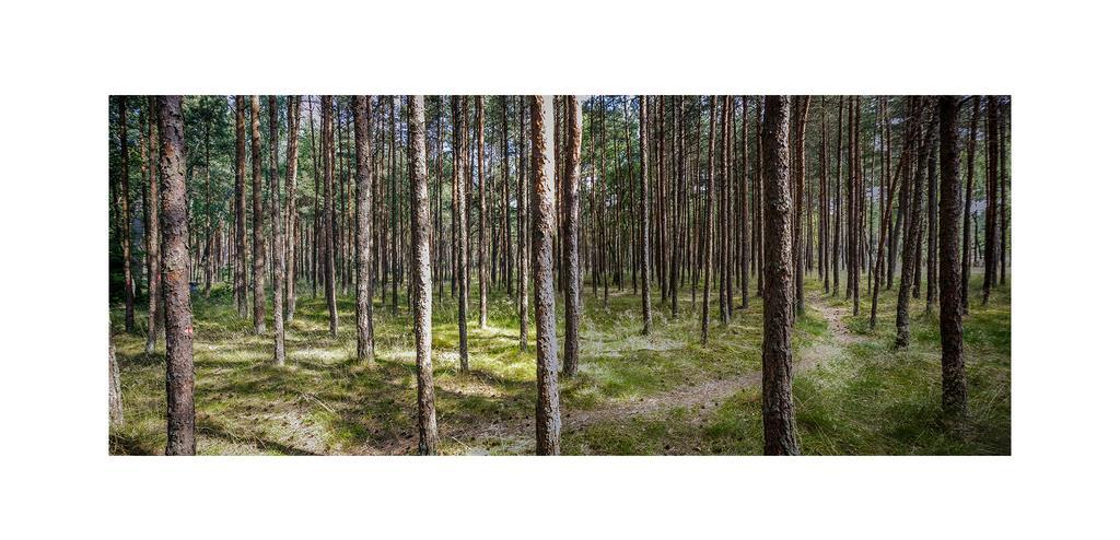 Forest Cottage Neringa المظهر الخارجي الصورة